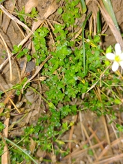 Arenaria ciliata