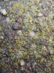 Candelariella aurella