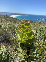 Hakea victoria