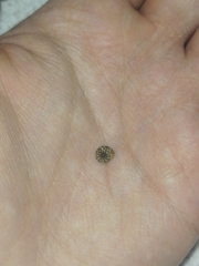 Xerotricha conspurcata