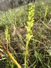 Microtis unifolia