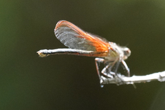 Hetaerina vulnerata