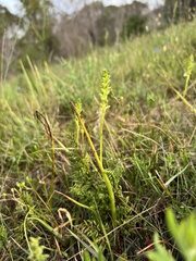 Microtis unifolia