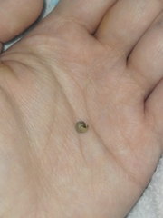 Xerotricha conspurcata