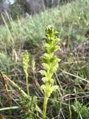 Microtis unifolia