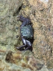 Metopograpsus
