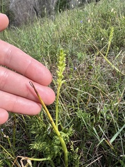 Microtis unifolia