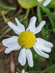 Tripleurospermum maritimum