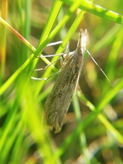 Agriphila tersellus