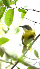 Apalis flavida