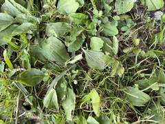 Lilaeopsis chinensis