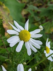 Tripleurospermum maritimum