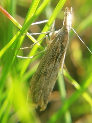 Agriphila tersellus