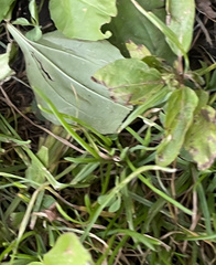 Lilaeopsis chinensis