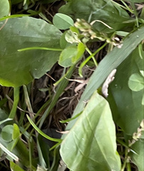 Lilaeopsis chinensis