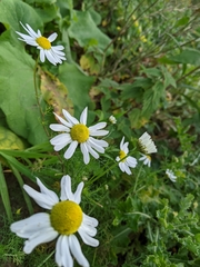 Tripleurospermum maritimum