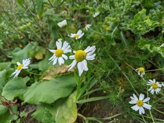 Tripleurospermum maritimum