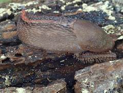 Limax dacampi
