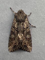 Mniotype occidentalis