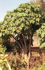 Vasconcellea pubescens