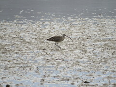 Numenius madagascariensis