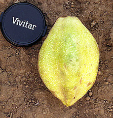 Vasconcellea pubescens