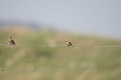 Cisticola tinniens