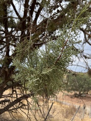 Cupressus forbesii