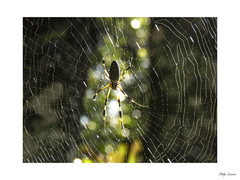 Trichonephila clavipes
