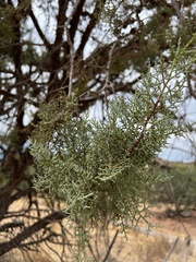 Cupressus forbesii