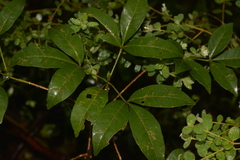 Melicope micrococca