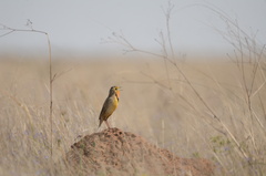 Macronyx capensis colletti