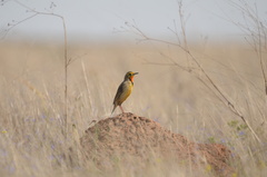 Macronyx capensis colletti