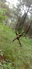 Argiope reinwardti
