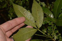 Melicope micrococca