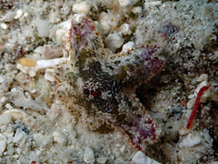 Aquilonastra