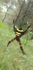 Argiope reinwardti