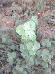 Malva subovata