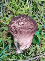 Lycoperdon nigrescens
