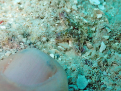 Aquilonastra