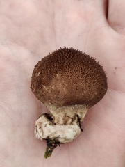 Lycoperdon nigrescens
