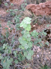 Malva subovata