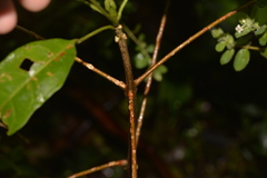 Melicope micrococca