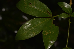 Melicope micrococca