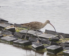 Numenius madagascariensis
