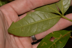 Melicope micrococca