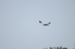 Melierax canorus canorus