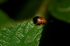 Nisotra bicolorata