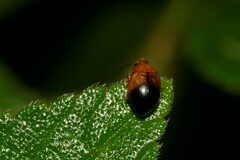Nisotra bicolorata