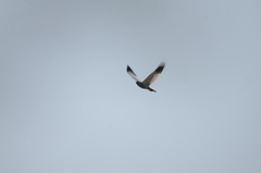 Melierax canorus canorus